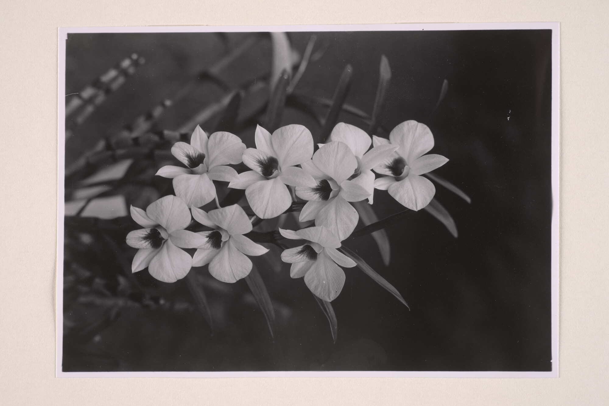 1994.5830; Foto's gemaakt in 's Lands Plantentuin te Buitenzorg; fotoreportage