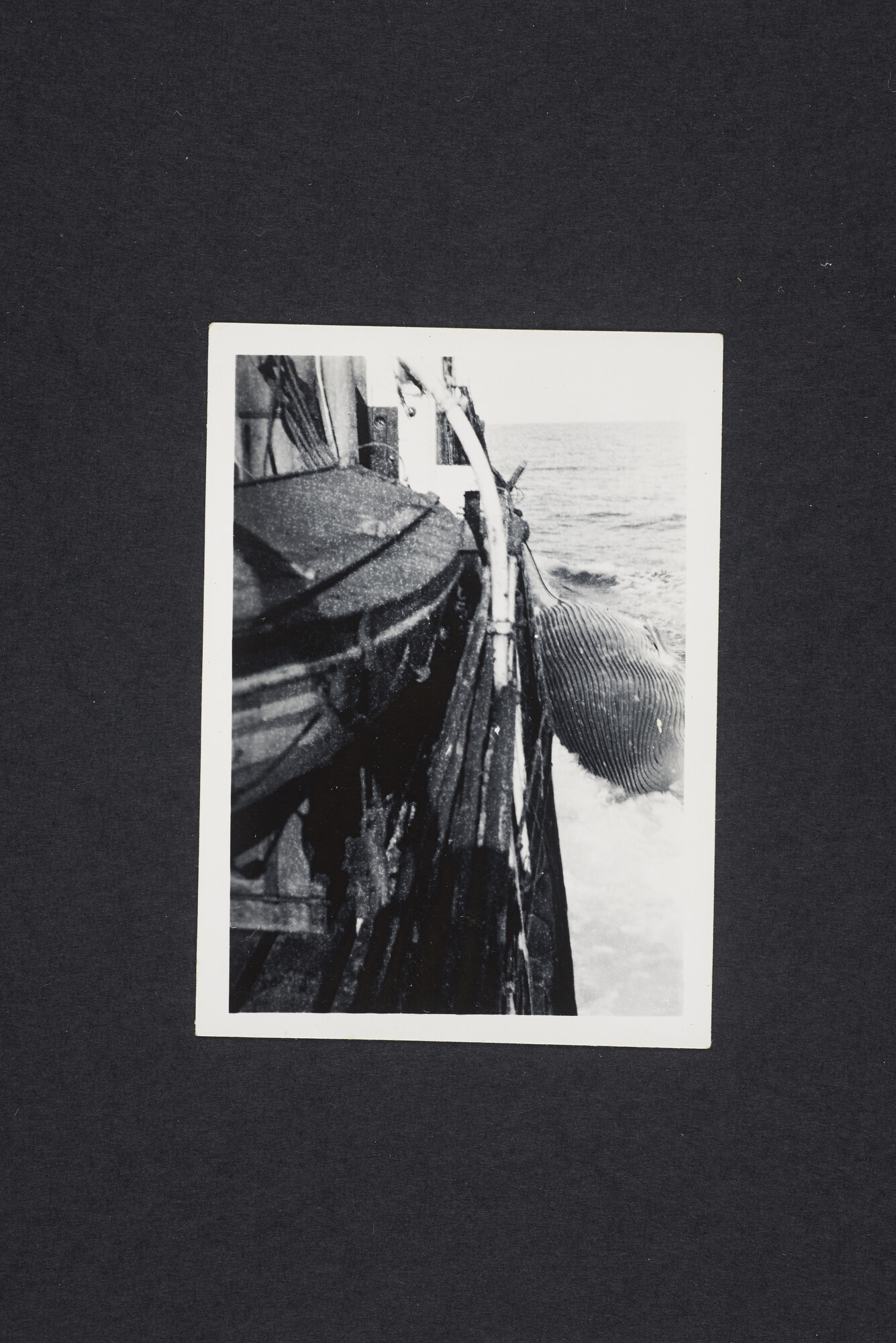 2016.2620; Zwart-wit foto van een gedode vinvis naast de romp van een schip; foto