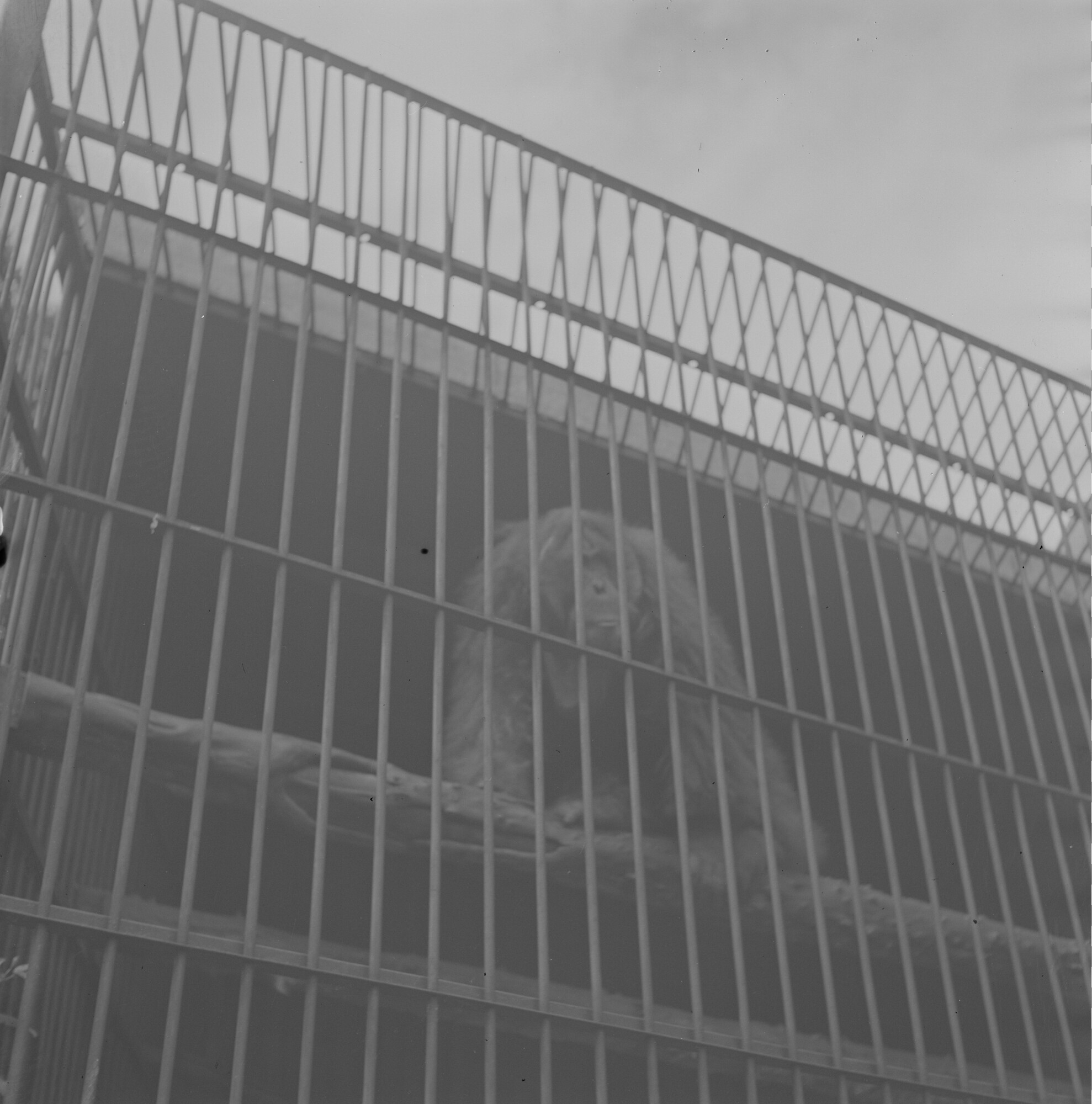 2015.3729; Negatief van een volwassen orang oetan in een kooi; negatief