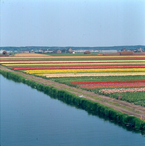 S.9100(5295); Dia van de Keukenhof bij Lisse. Bloembollenvelden; diapositief