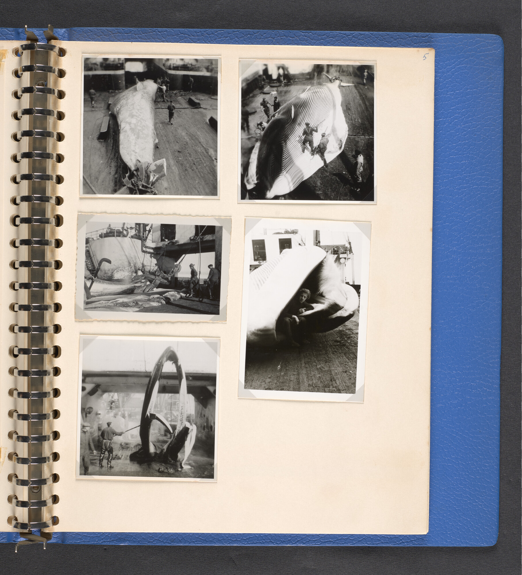 2022.1516; Multomap met foto's gemaakt tijdens reizen van walvisfabrieksschip Willem Barendsz (I), seizoenen 1947-'48 t/m 1950-'51; fotoalbum