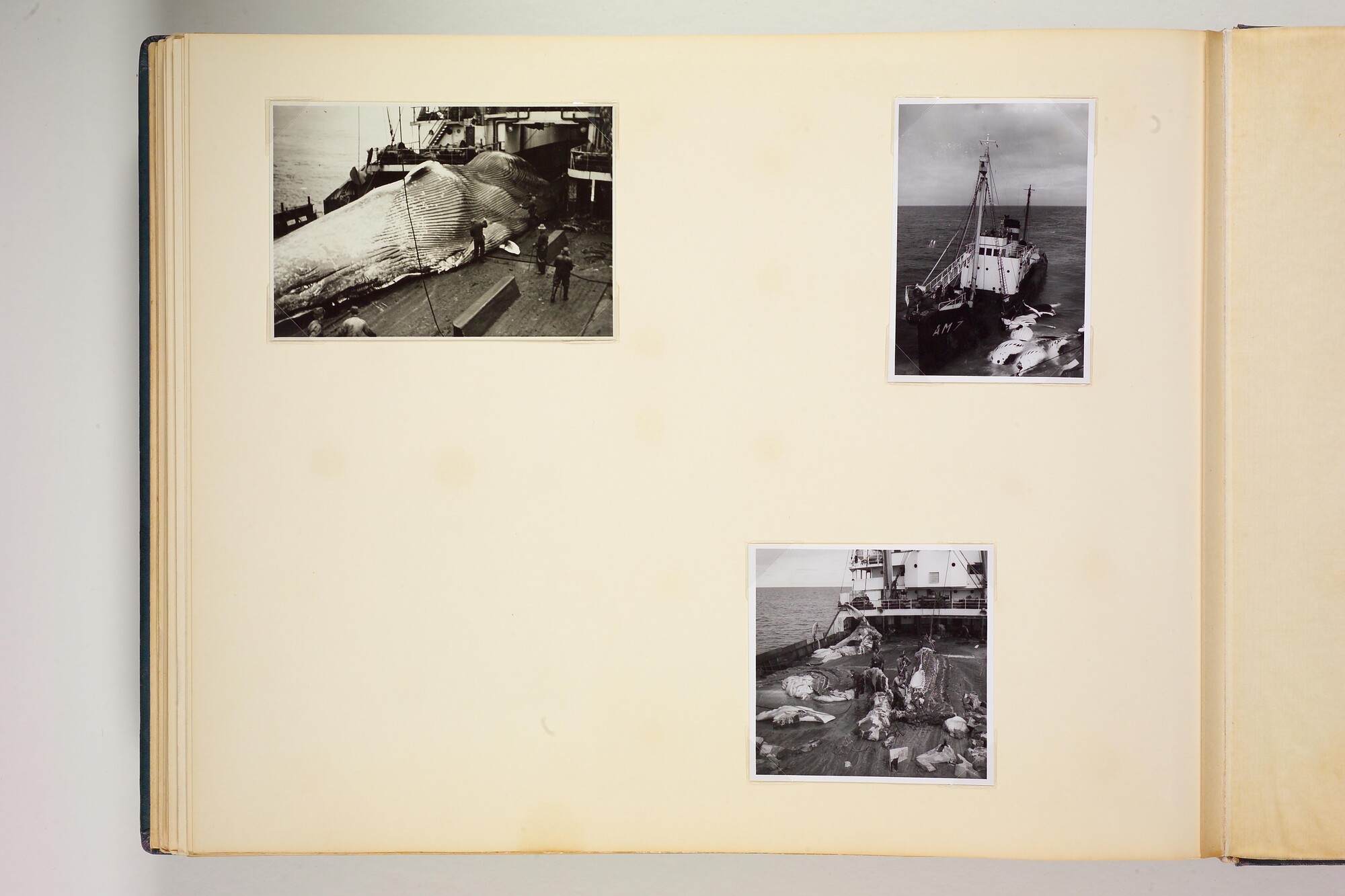 1990.0579; Tweede album met foto's van het walvismoederschip ms. Willem Barendsz (I); fotoalbum
