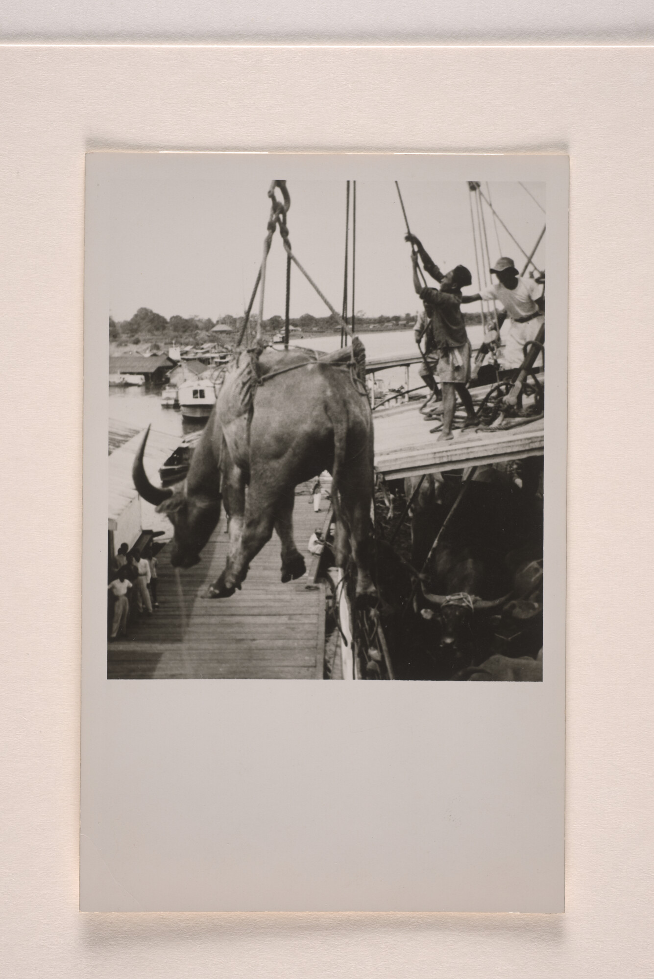 1994.5751; Karbouw in de takels: Koeien lossen vanaf ms. Balikpapan liggende aan [...]; foto