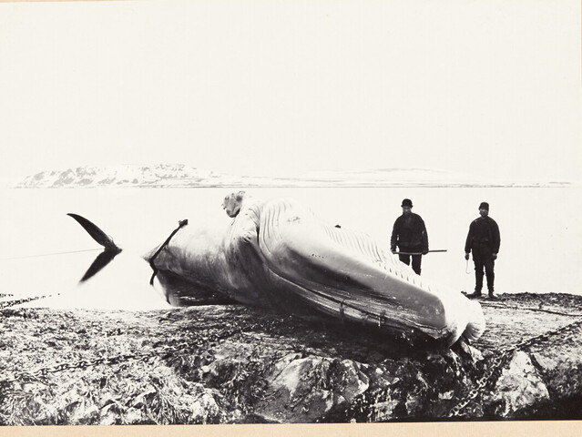 A.0123(05)12; Kooldruk van glasnegatief van de Vierde Noordpoolreis van de Willem Barents in 1881; fotoreportage