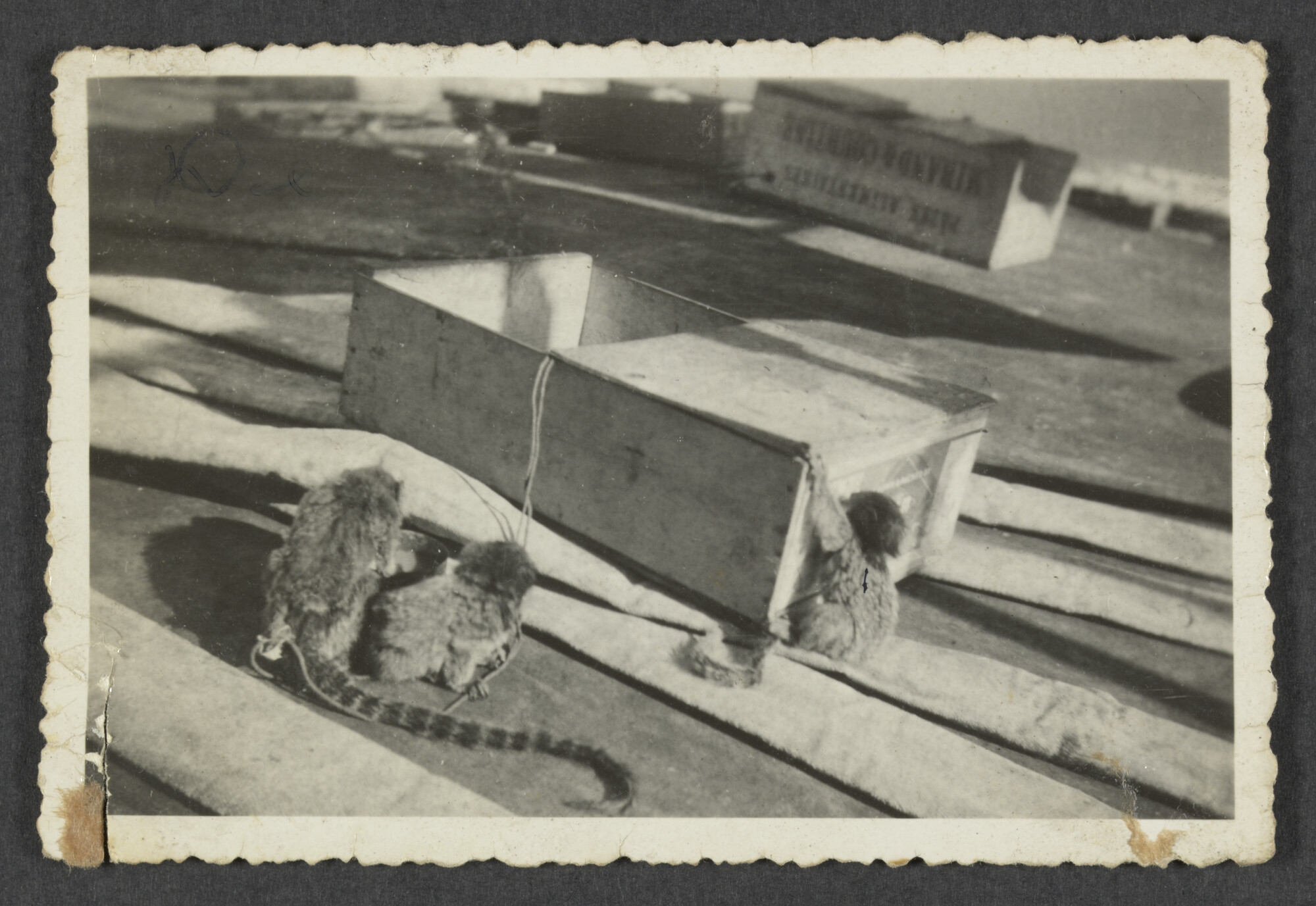 2024.3854; Zwart-wit foto van de drie kleine aapjes van C.J. (Kees) de Vries, aan touwen naast een open kist; foto