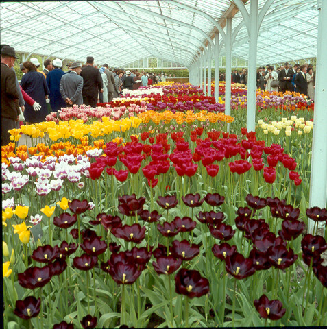 S.9100(0753); De 'Keukenhof' bij Lisse; diapositief