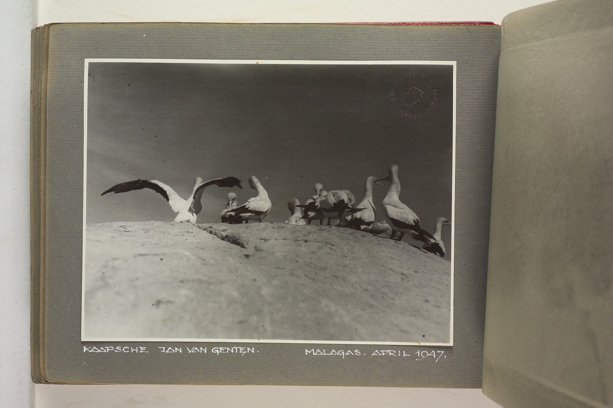 1996.1629; Foto's gemaakt aan boord van het walvismoederschip ms. Willem Barendsz (I); fotoalbum
