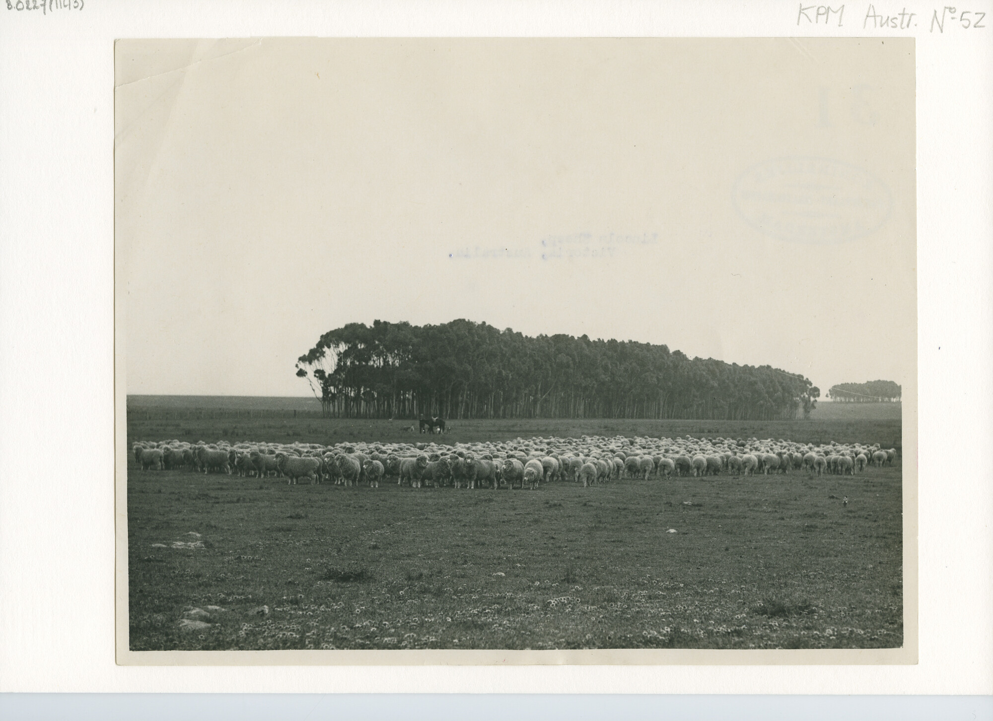 B.0227(1143); Kudde Lincoln schapen (Victoria, Australië); foto