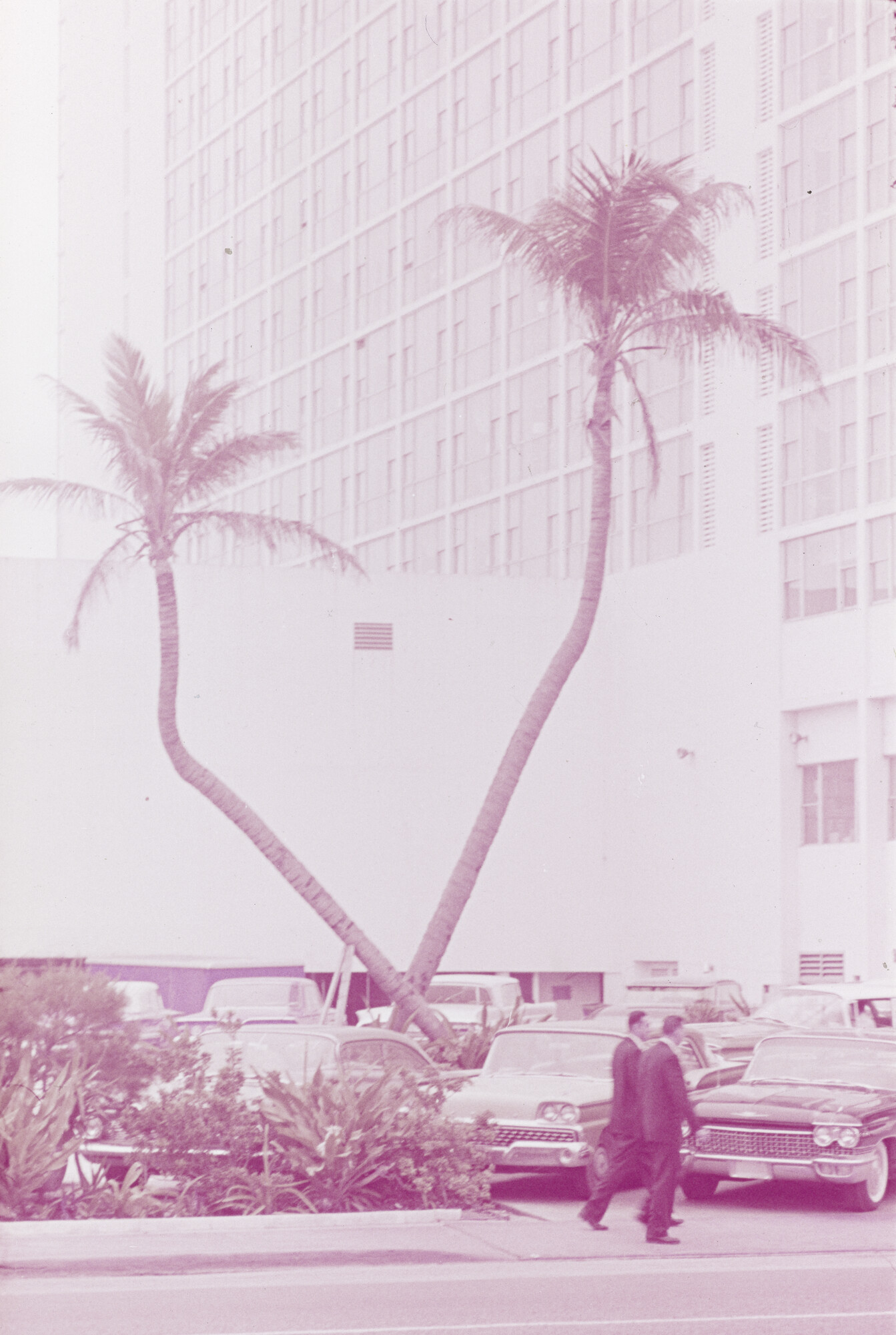 2015.0695; Dia van twee scheefgegroeide palmen voor het Diplomat Hotel in Miami; diapositief