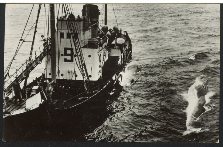 S.6408(0645); De walvisjager ss. Hetty W. Vinke (AM 9) met twee gevangen walvissen langszij; prentbriefkaart