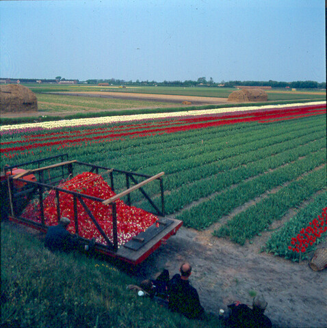 S.9100(5296); Dia van de Keukenhof bij Lisse. Bloembollenvelden; diapositief