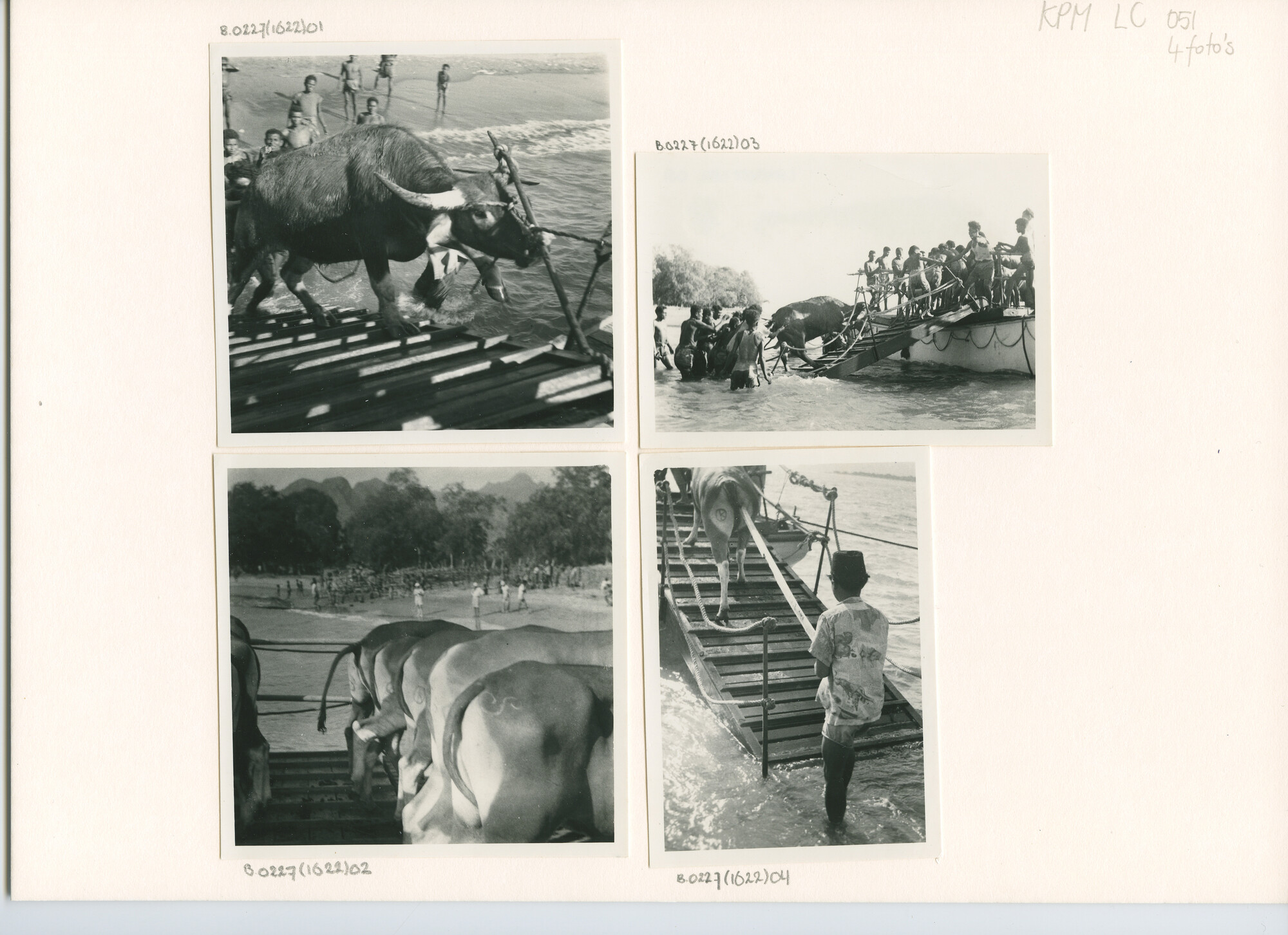 B.0227(1622)03; Foto van het laden van karbauwen a/b laadboten van ms. Waibalong te Wini (Noord Timor); foto
