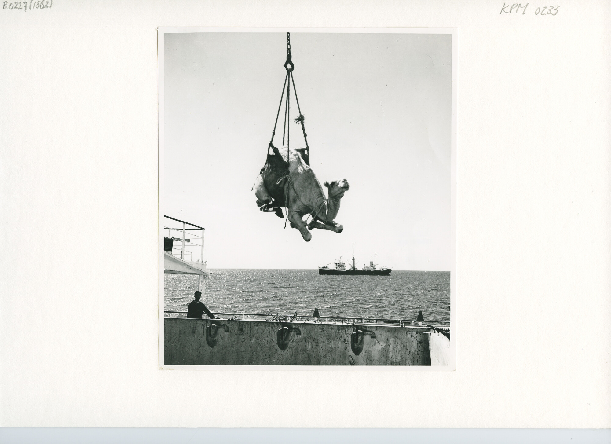 B.0227(1562); Het aan boord van een KPM-schip (vermoedelijk ms. 'Waibalong') hijsen van een kameel; foto