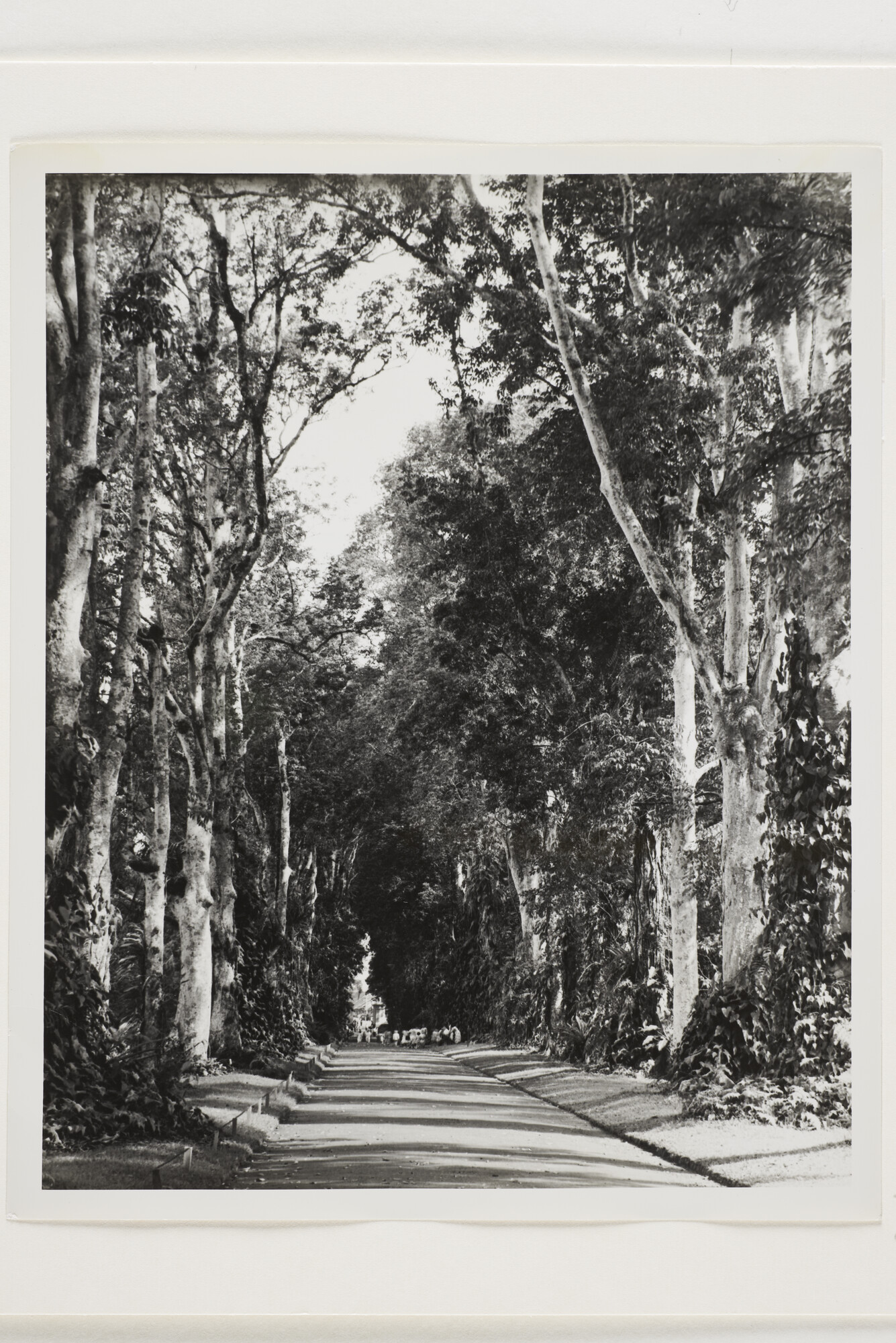 B.0227(0863)01; Foto van de Kanarielaan in 's Lands Plantentuin te Buitenzorg; foto