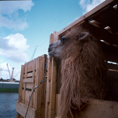 S.9100(8372); Dutch Camels on Honeymoon trip to Indonesia. Dia van het inschepen van twee [...]; diapositief