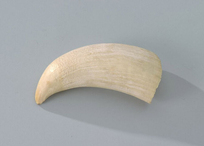 S.7737; Tand van een potvis; tand