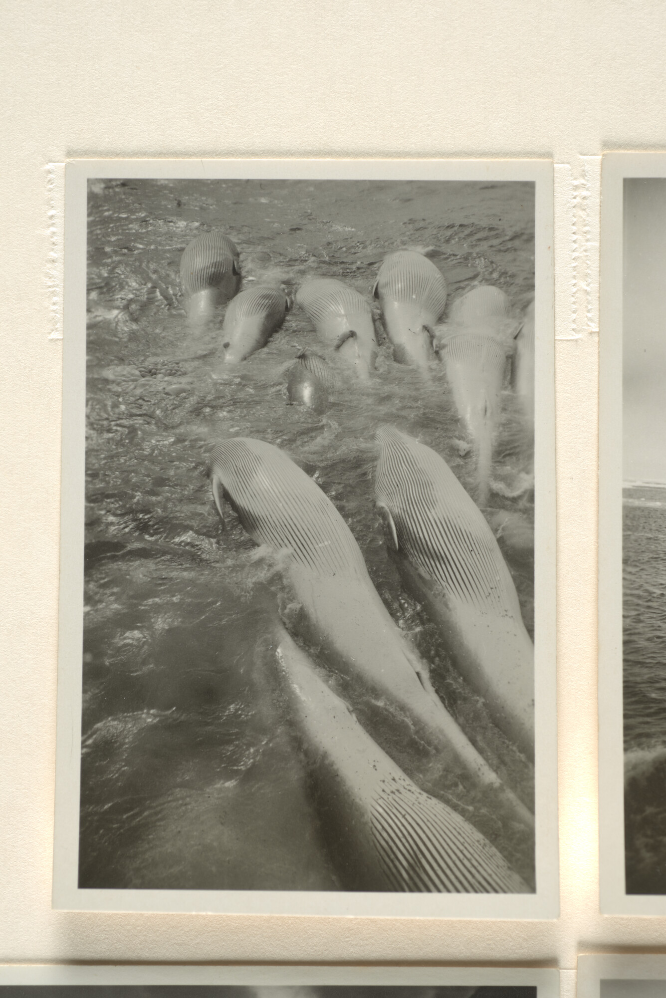 1996.0580; Fotoimpressies van de walvisverwerking en leven aan boord van het walvismoederschip ms. Willem Barendsz (I); fotoreportage