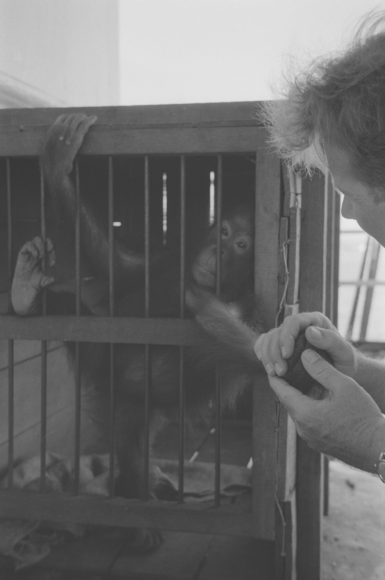 2015.1359; Negatief van ss. Roepat tijdens een vaart met uitheemse dieren; negatief