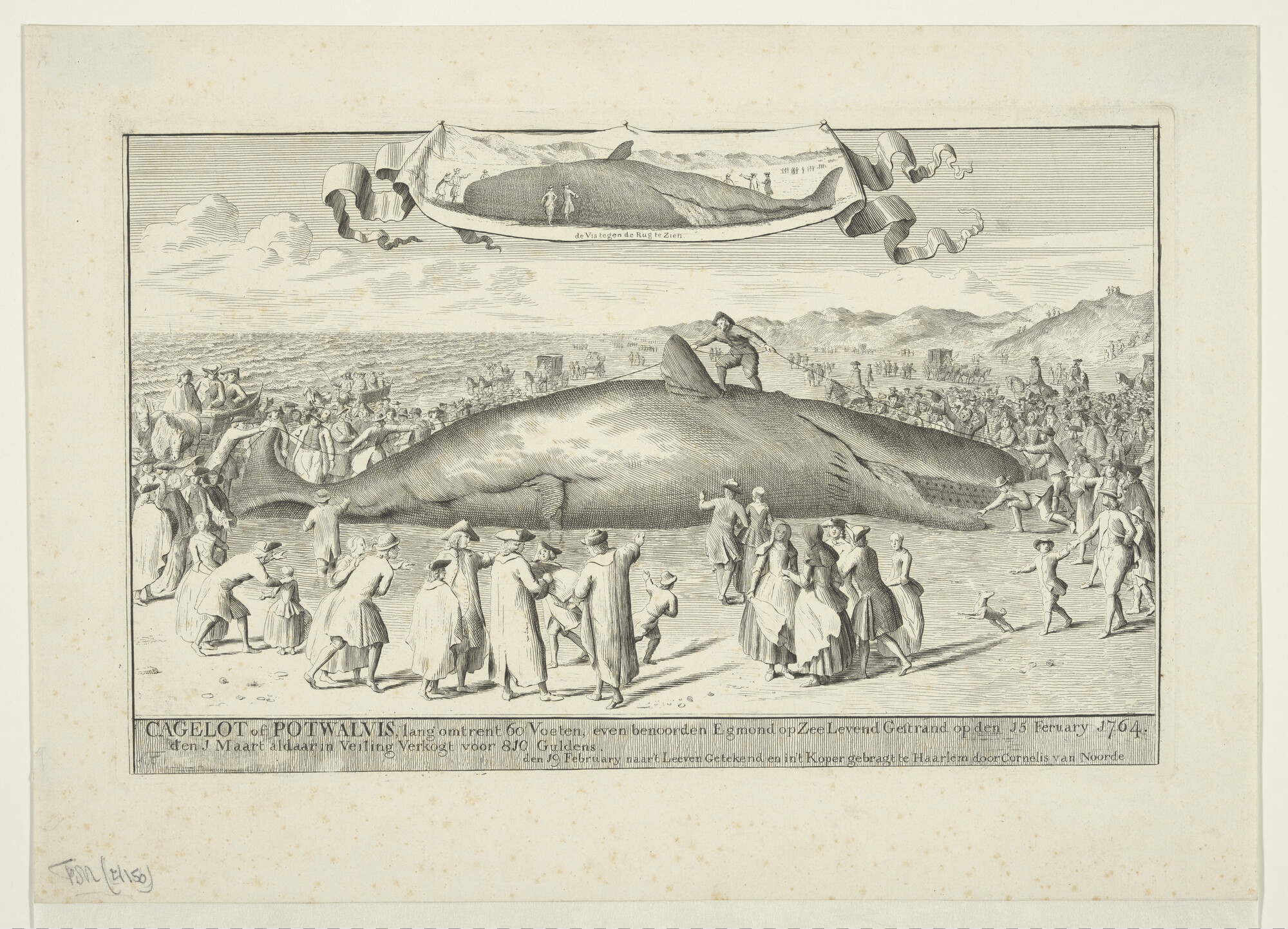 A.1656(15); Gestrande walvis nabij Egmond aan Zee op 15 februari 1764 gestrand; prent