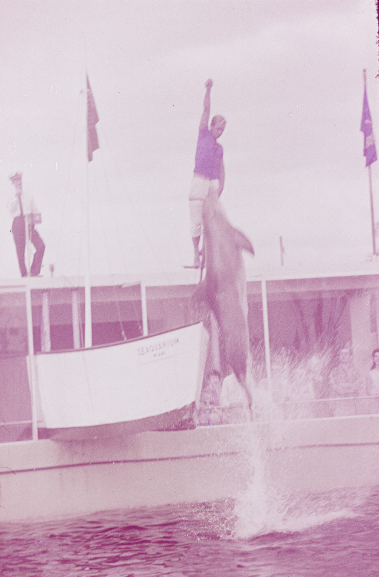 2015.0766; Dia van het dolfinarium in Sydney; diapositief