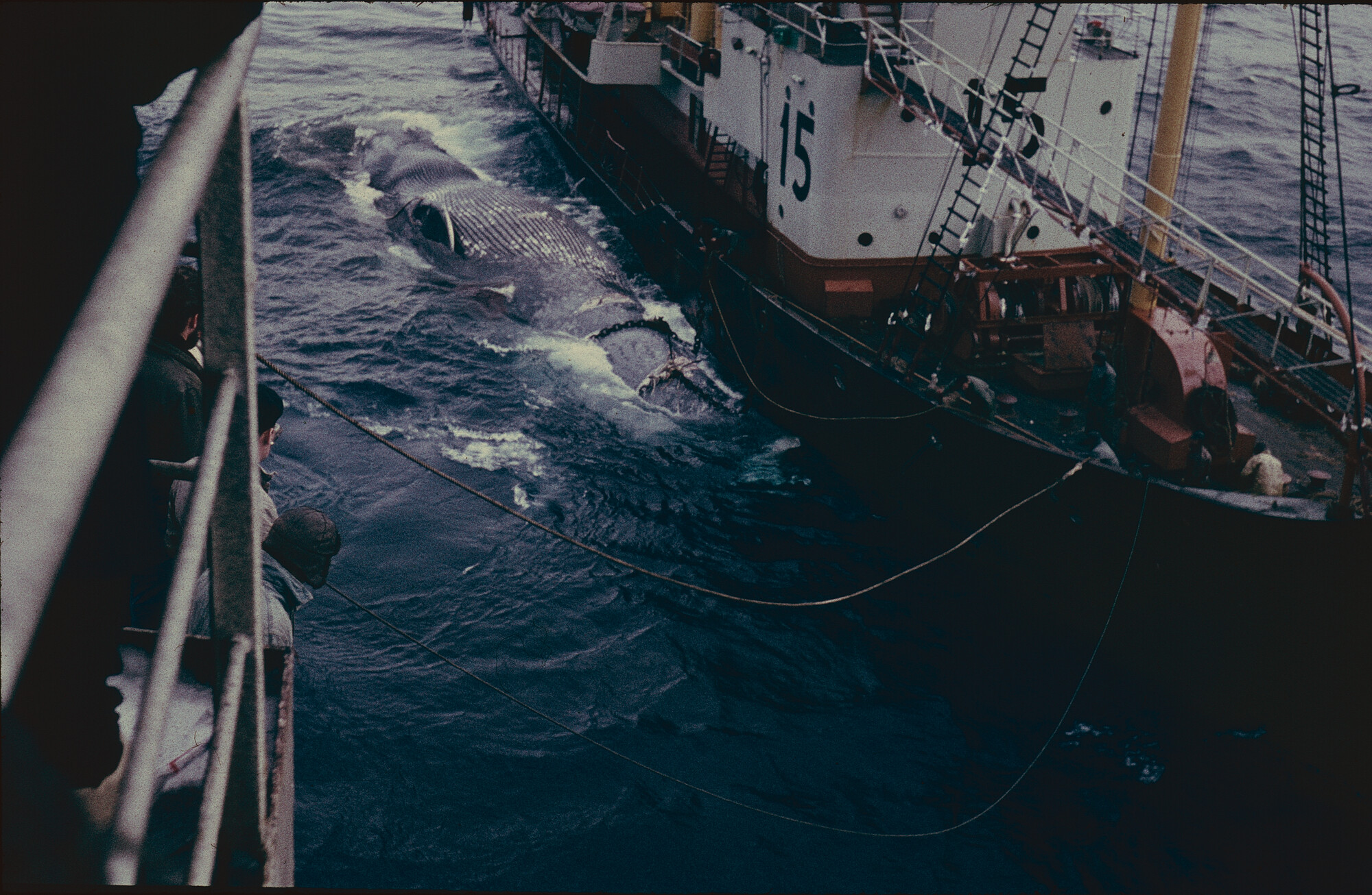 2024.4146; Kleurendia gemaakt door dr. Hans de Jong, assistent-scheepsarts a/b walvisvaarder Willem Barendsz in het walvisvaartseizoen 1960-1961; diapositief