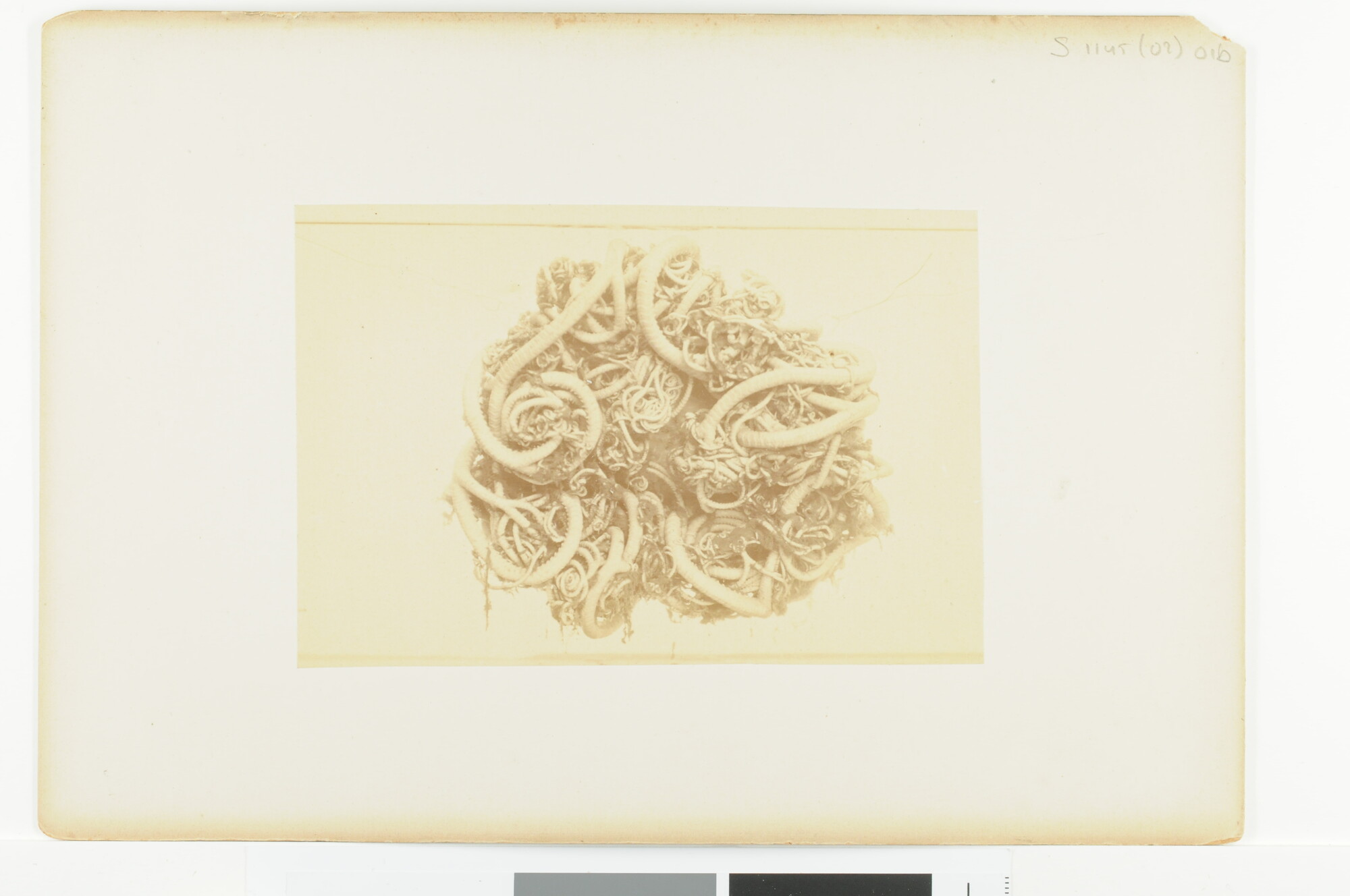 S.1145(02)01; Voor- en achterzijde van de brokkel- of slangster (Astropython behorend tot de Euryaleae); fotoreportage