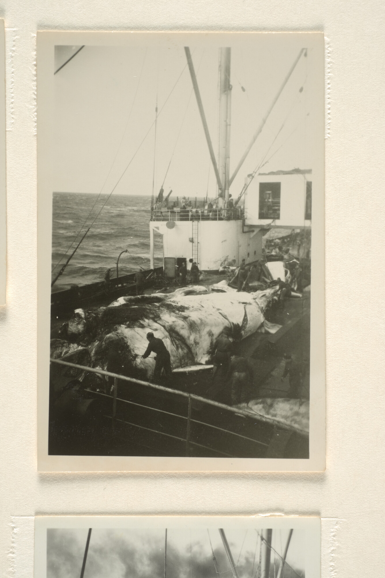 1996.0580; Fotoimpressies van de walvisverwerking en leven aan boord van het walvismoederschip ms. Willem Barendsz (I); fotoreportage