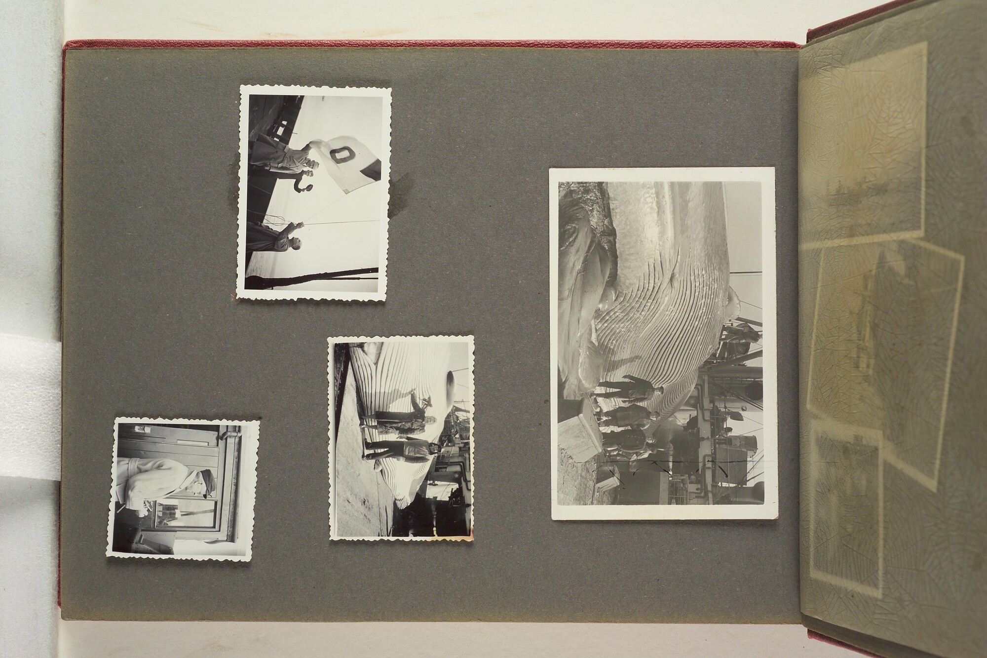 1996.1629; Foto's gemaakt aan boord van het walvismoederschip ms. Willem Barendsz (I); fotoalbum