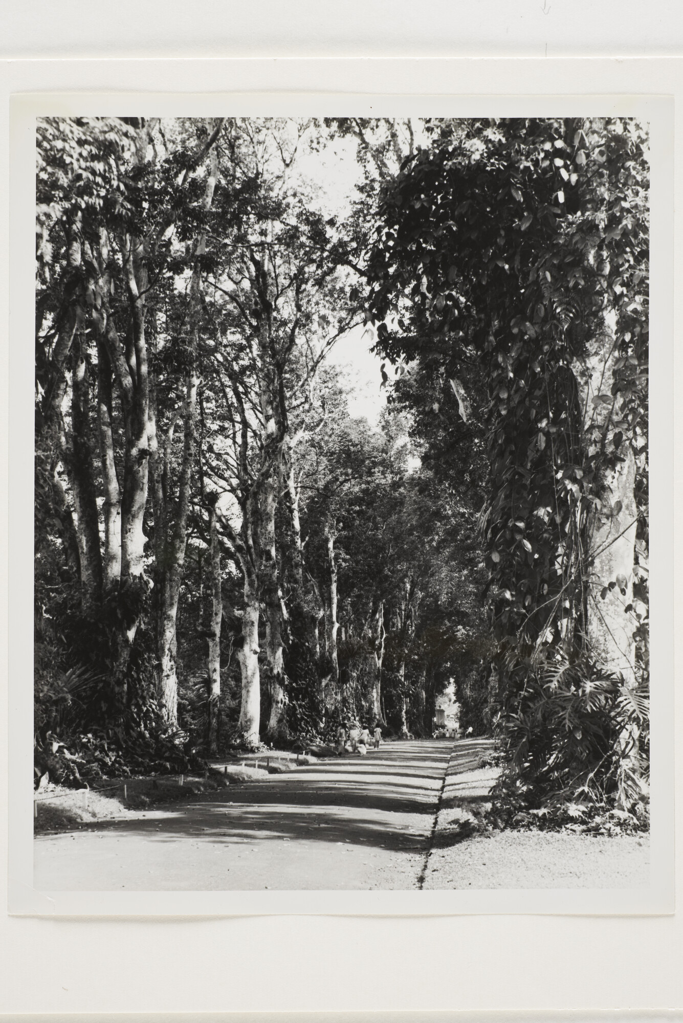 B.0227(0863)02; Foto van de Kanarielaan in 's Lands Plantentuin te Buitenzorg; foto