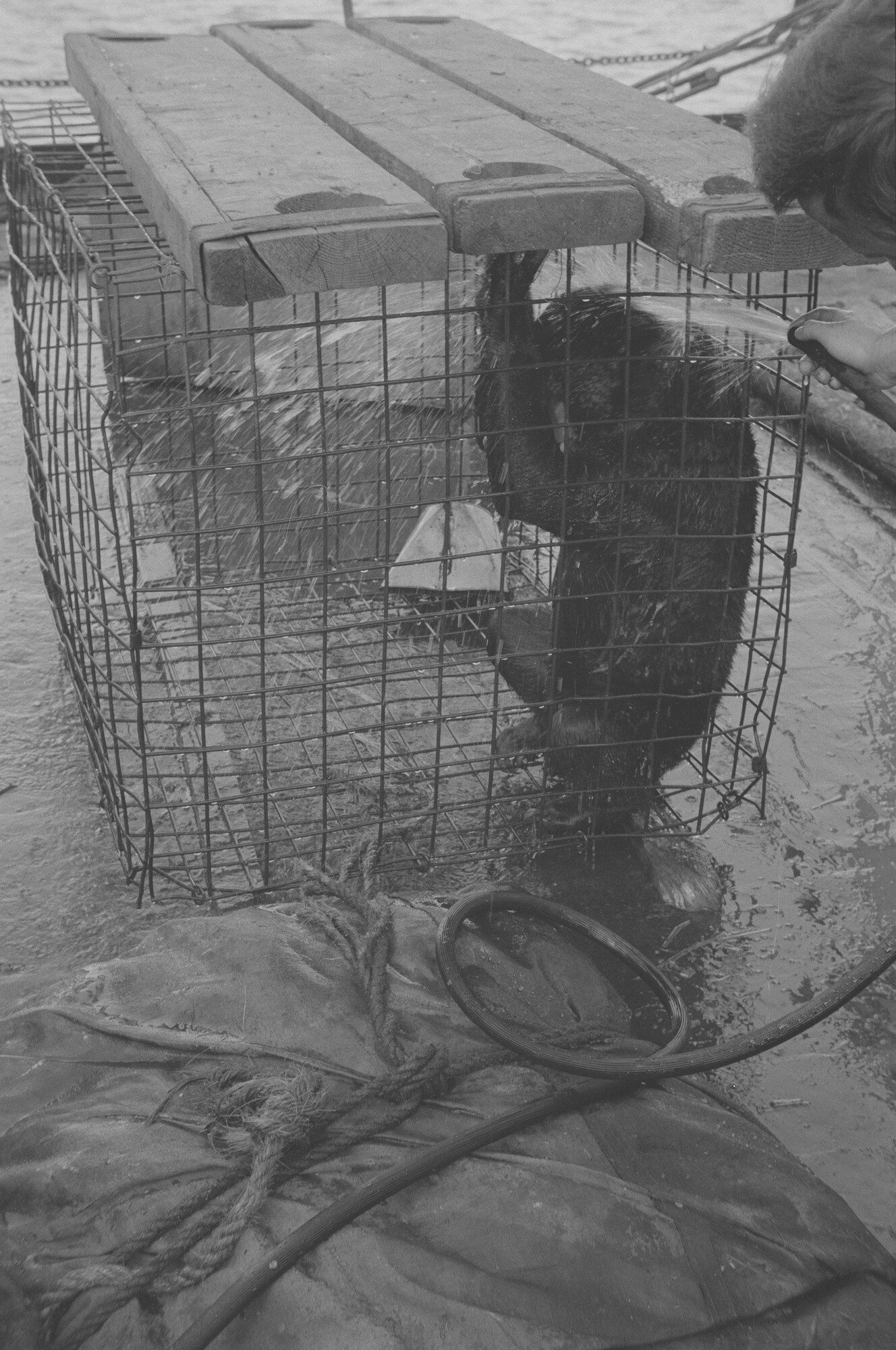 2015.1363; Negatief van ss. Roepat tijdens een vaart met uitheemse dieren; negatief