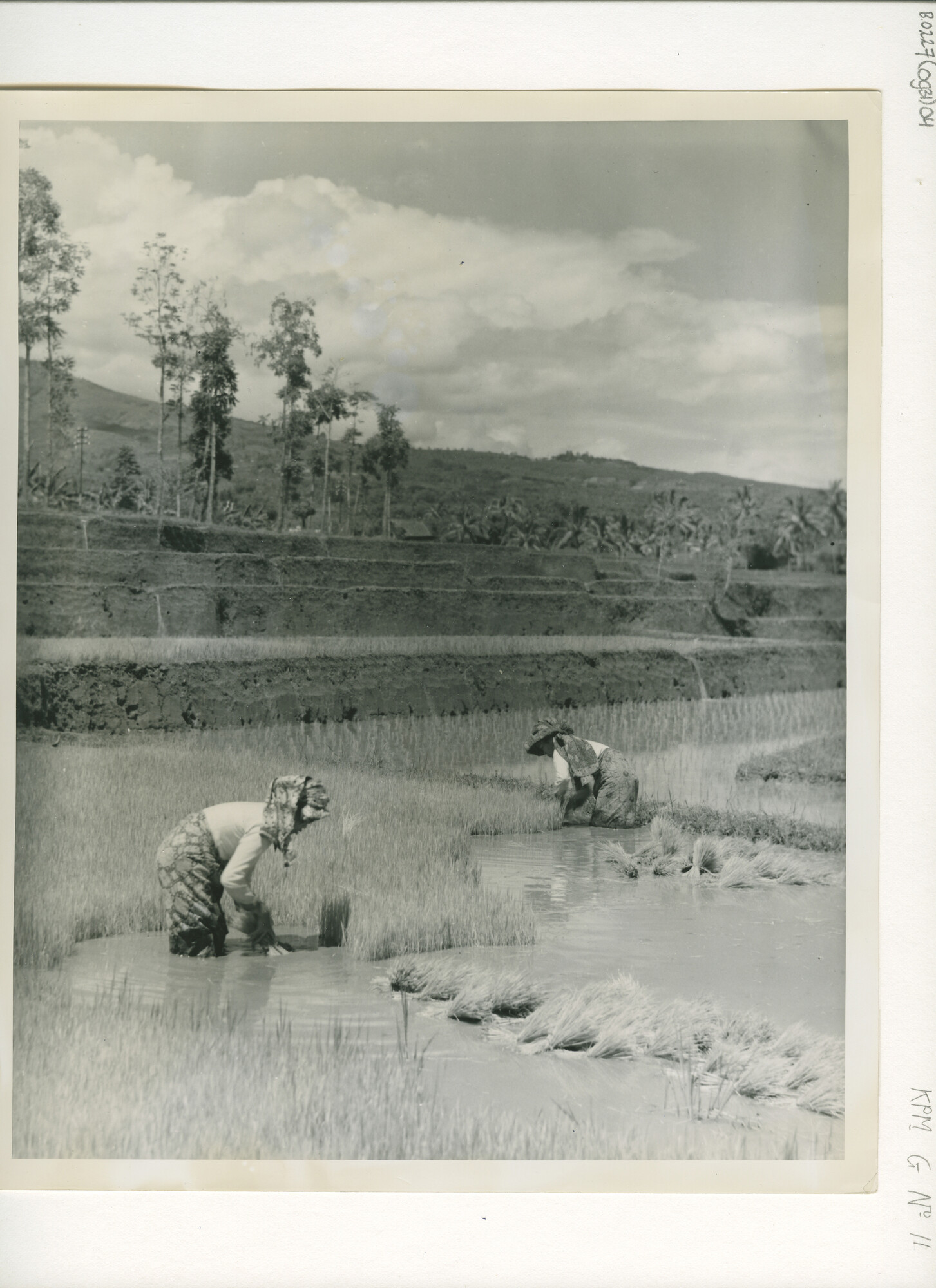 B.0227(0931)04; Foto van het werk op de sawah's (rijstvelden) bij Garoet op West-Java; foto