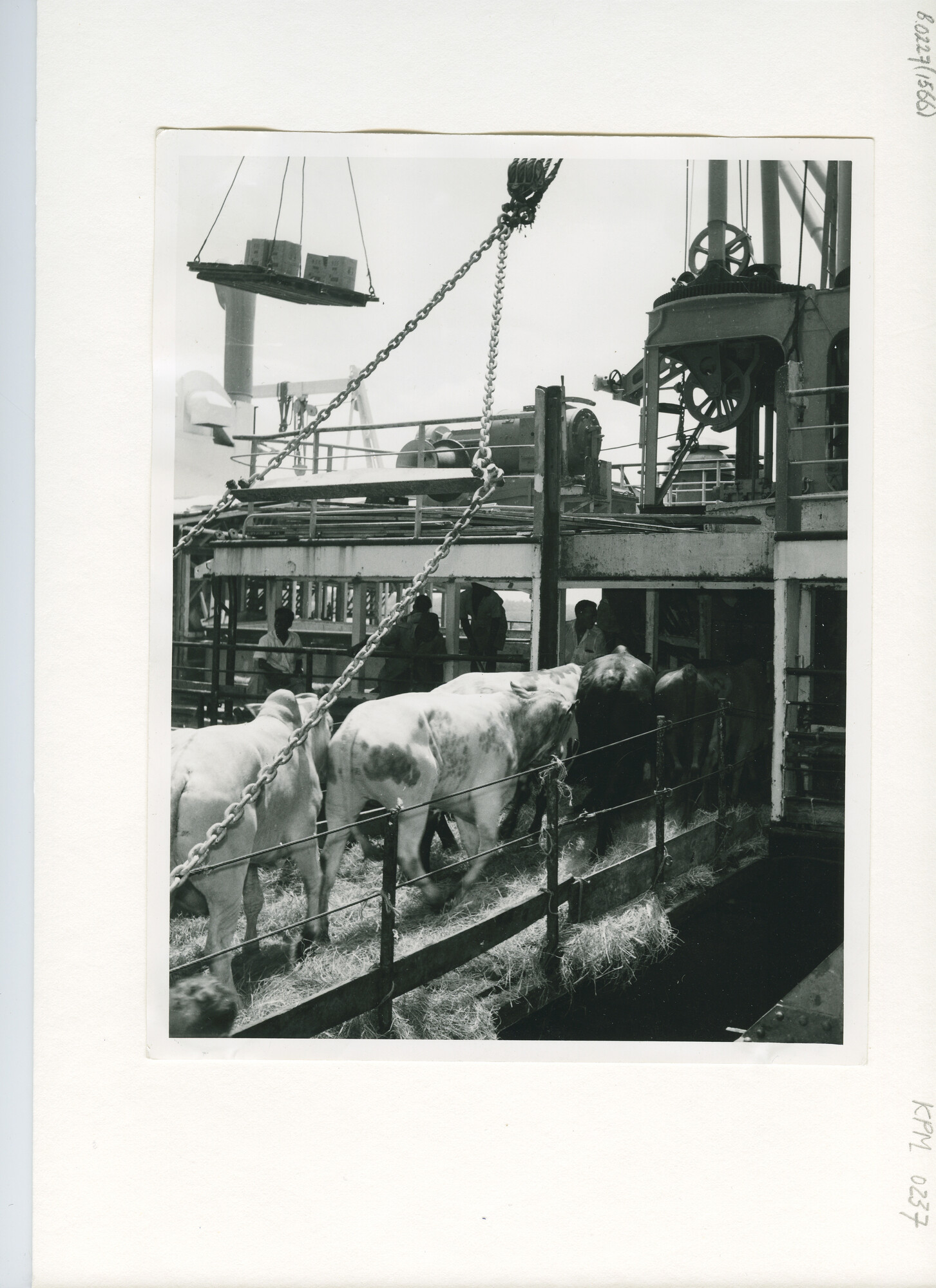 B.0227(1566); Koeien laden aan boord van een 'Wai-' schip van de KPM; foto