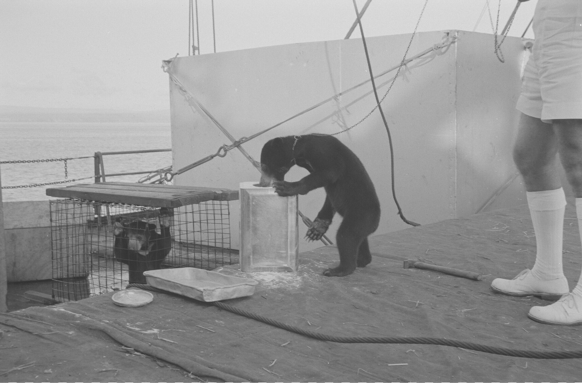 2015.1361; Negatief van ss. Roepat tijdens een vaart met uitheemse dieren; negatief