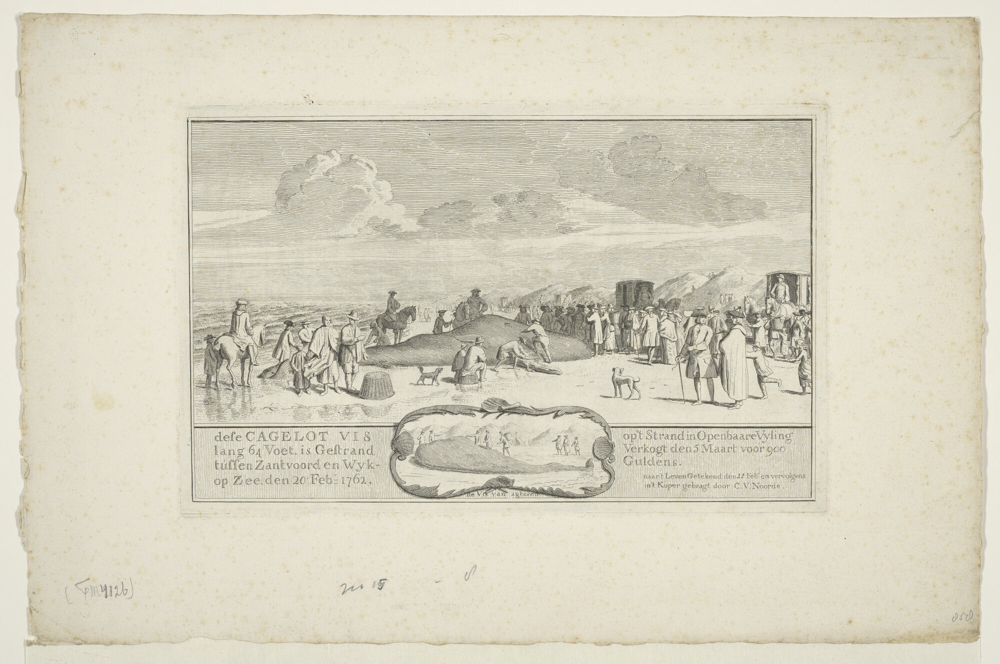 A.1656(14); Afbeelding van een gestrande potvis, tussen Zandvoort en Wijk aan Zee; prent