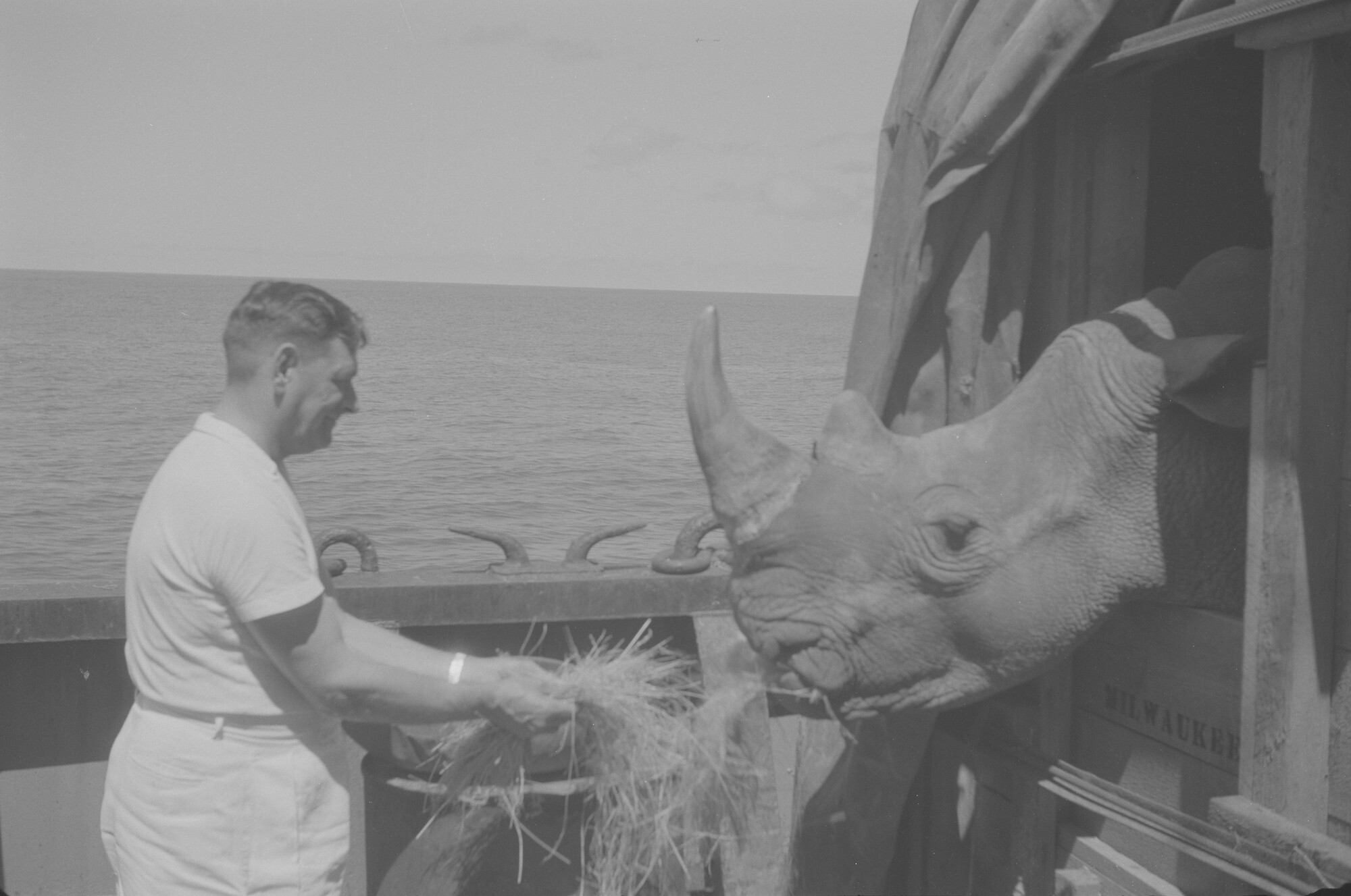 2015.1347; Negatief van ss. Lombok tijdens de vaart met Afrikaanse dieren van Afrika naar de Verenigde Staten; negatief