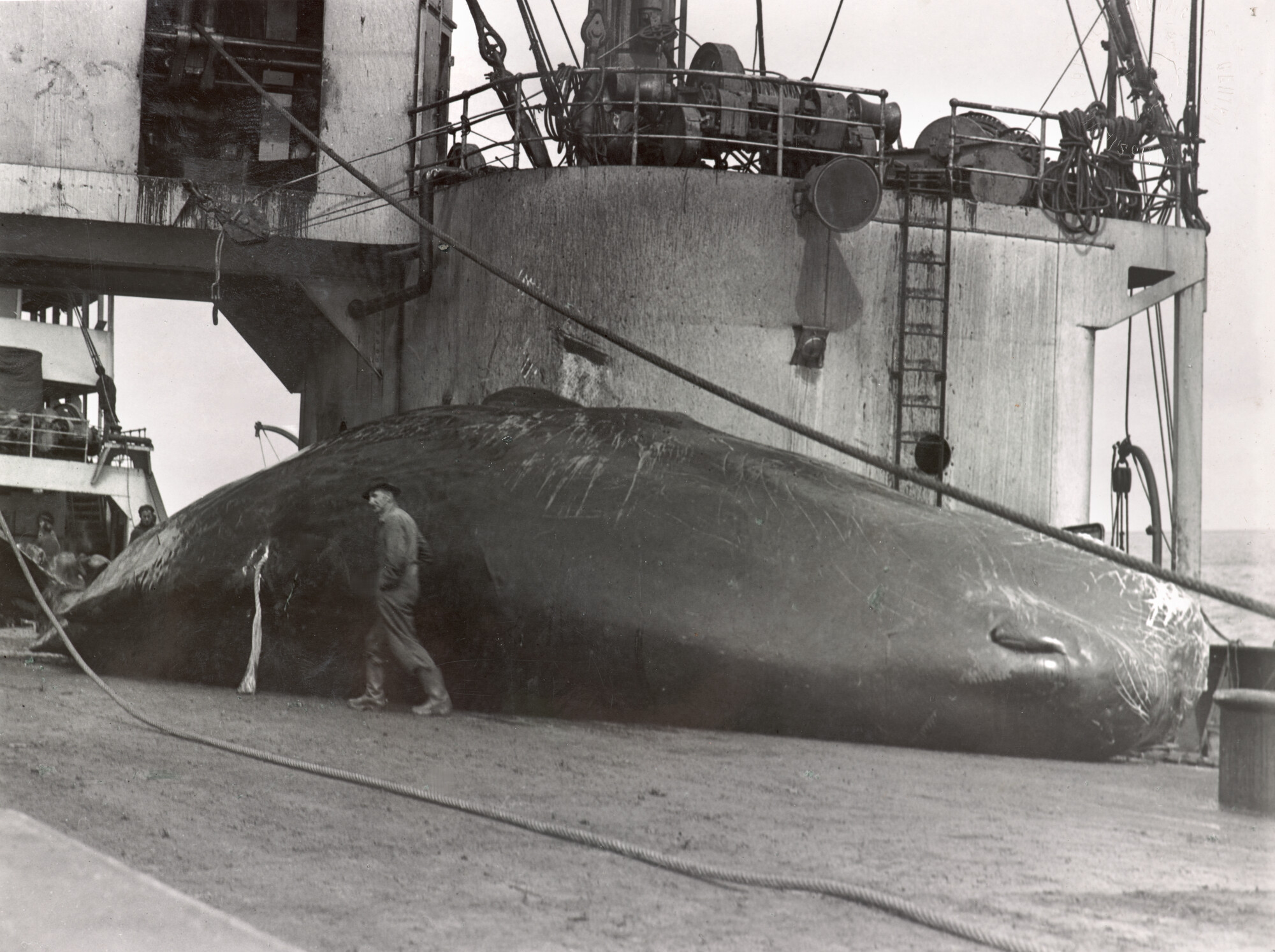 1996.1629; Foto's gemaakt aan boord van het walvismoederschip ms. Willem Barendsz (I); fotoalbum