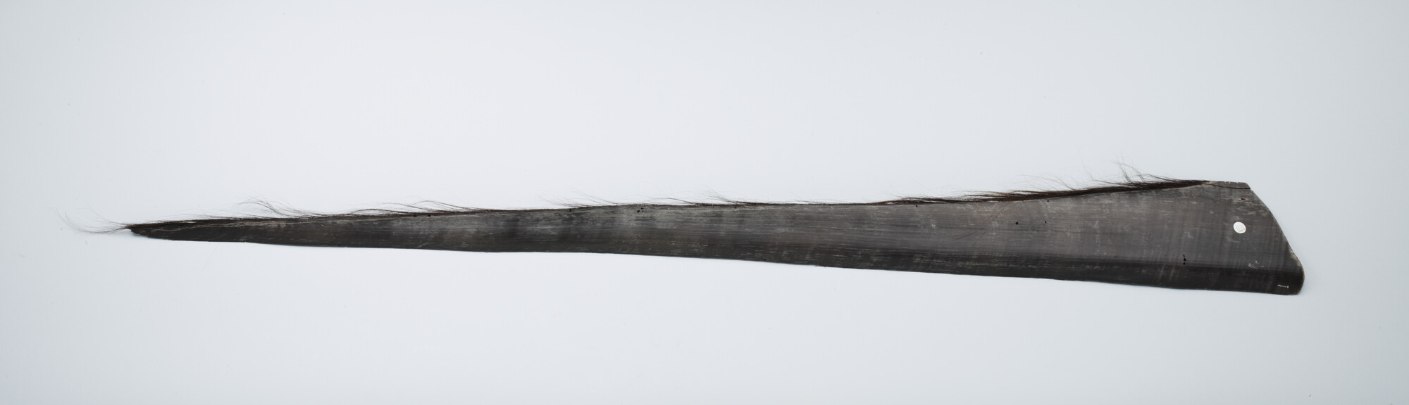 S.7055(29); Balein van een "right whale" (echte walvis, baleinwalvis); walvisproduct