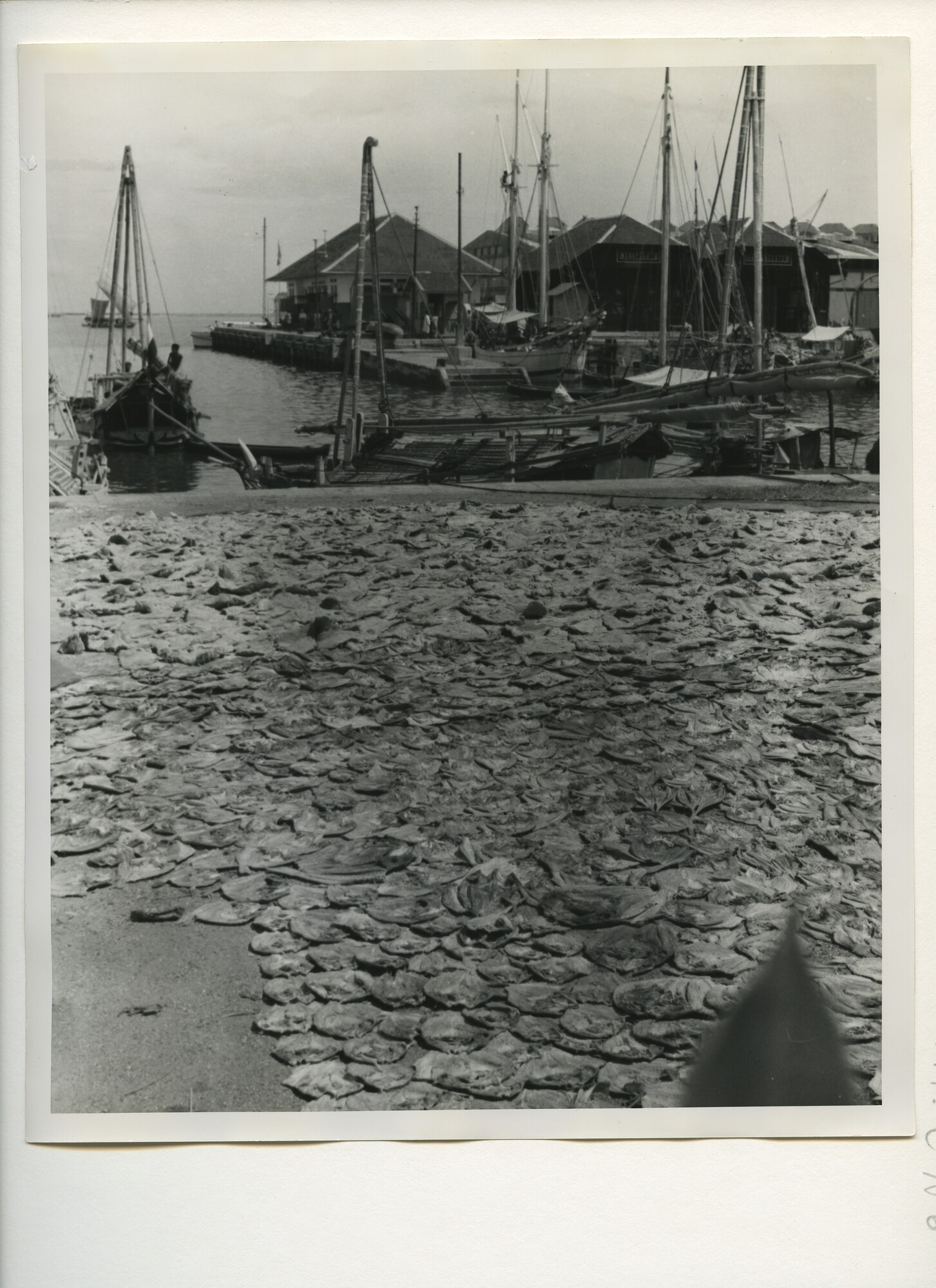 B.0227(1107); De vissershaven te Makassar (Celebes); foto