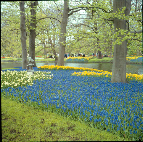 S.9100(0749); De 'Keukenhof' bij Lisse; diapositief