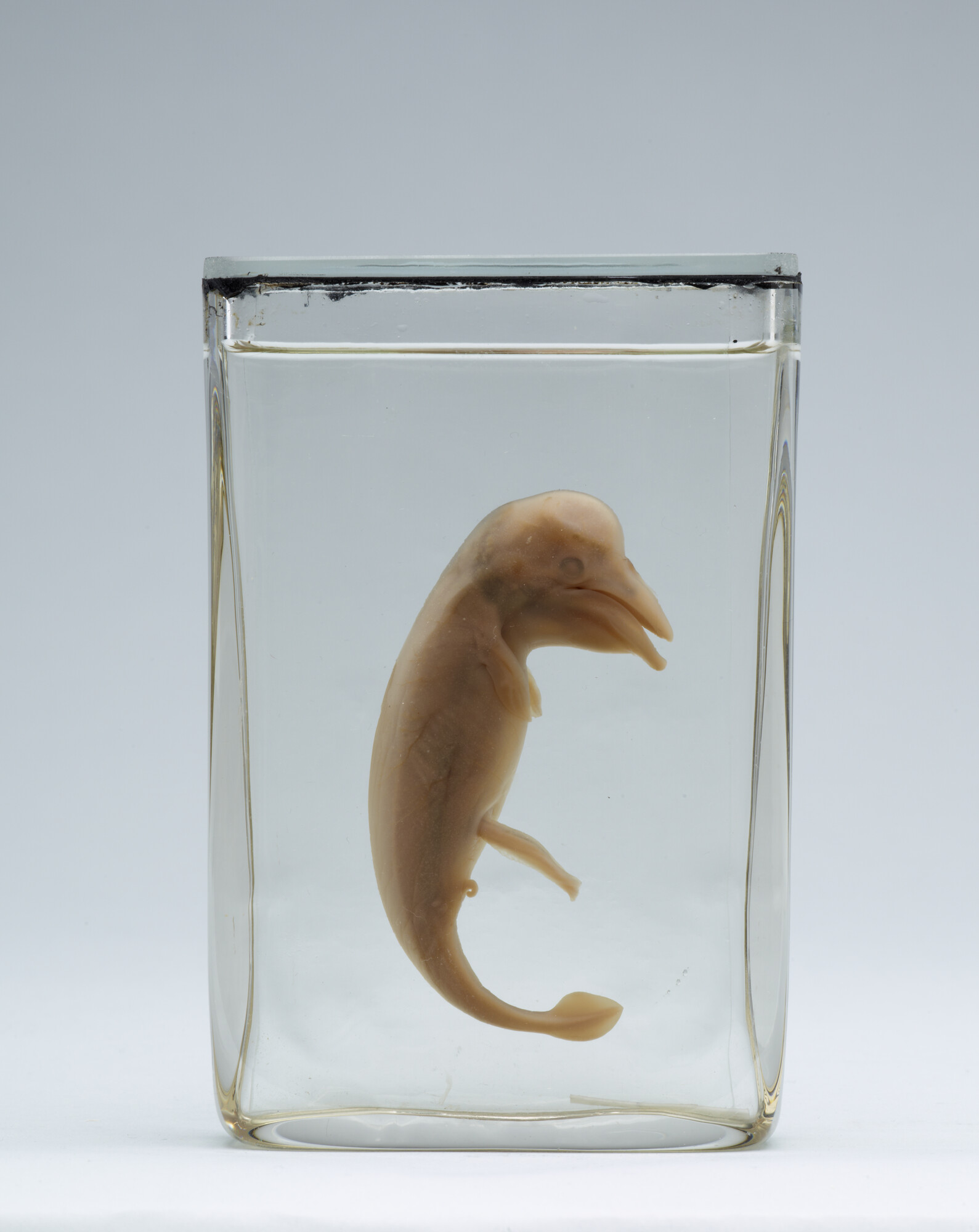S.7055(23); Geprepareerde foetus van een gewone (witte) vinvis; preparaat