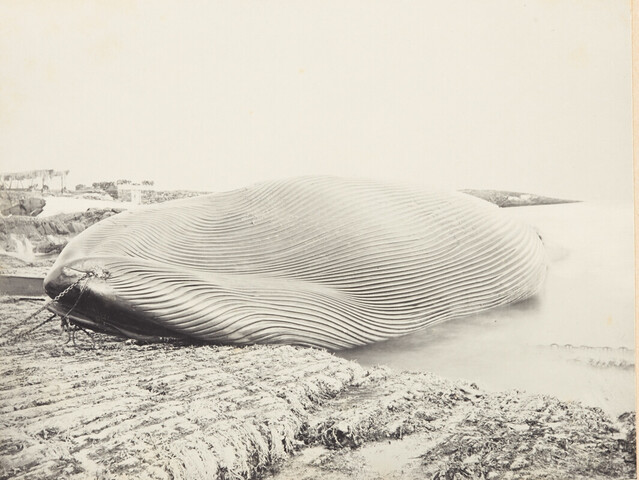 A.0123(05)11; Kooldruk van glasnegatief van de Vierde Noordpoolreis van de Willem Barents in 1881; fotoreportage