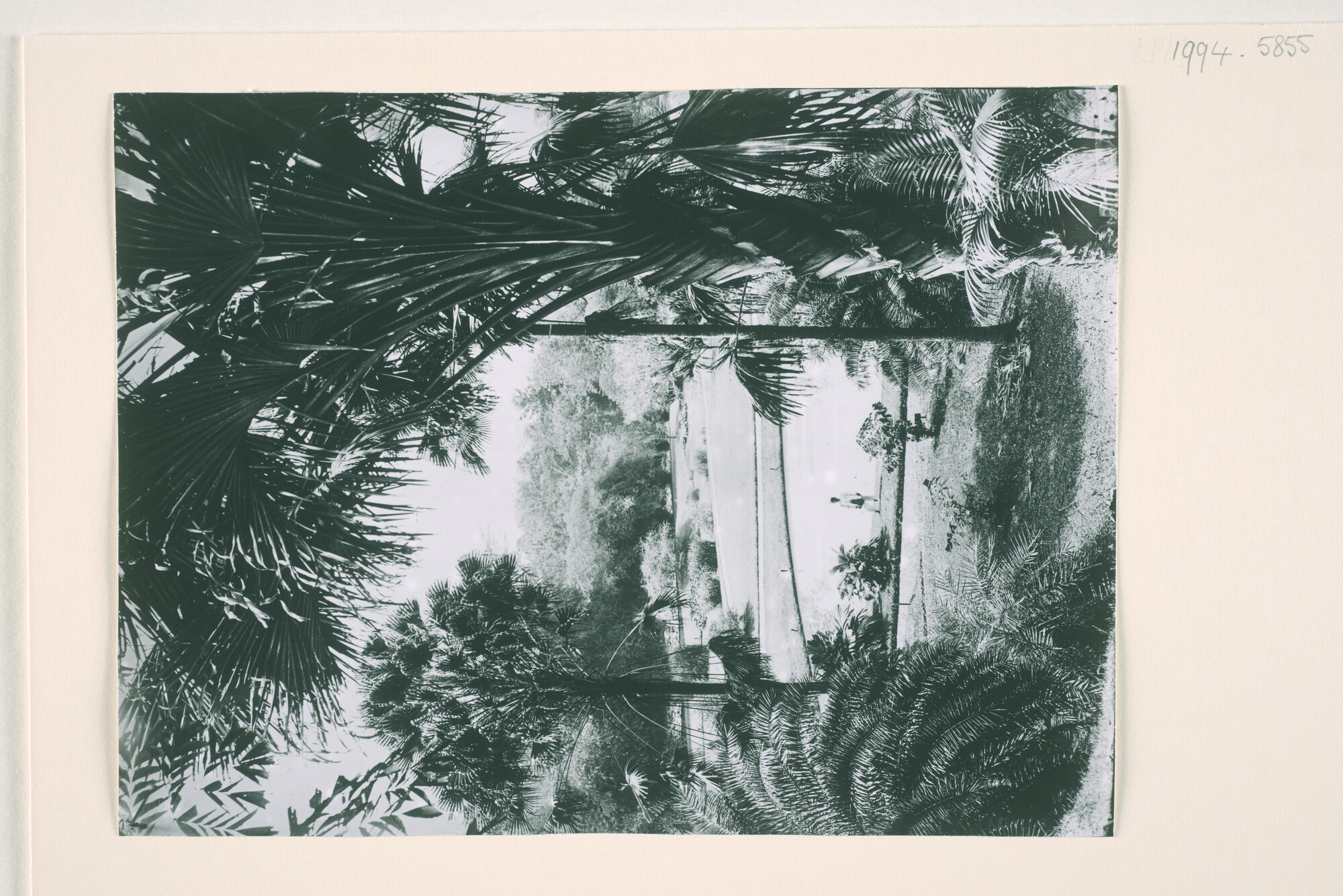 1994.5855a; De botanische tuin in 's Lands Plantentuin te Buitenzorg; foto