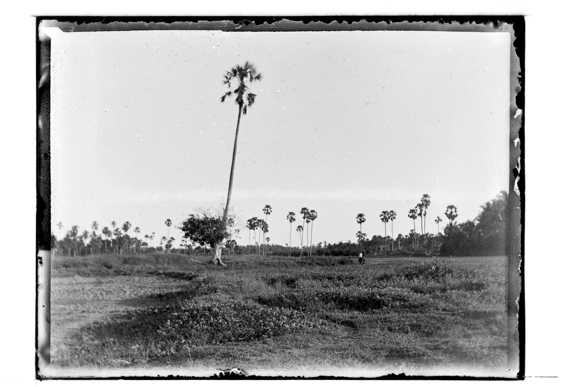 S.3319(127)a; Lontar palmen op Sawoe; negatief