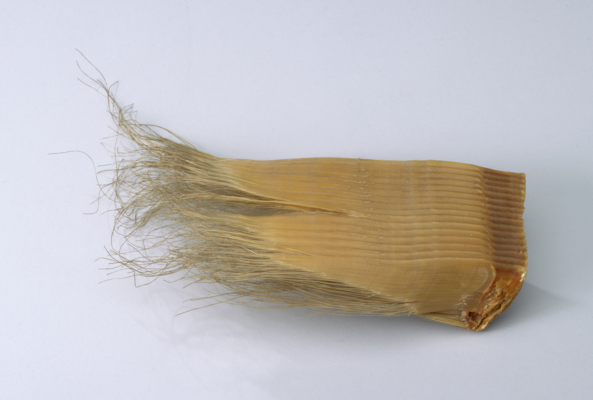 S.7055(32); Balein van een gewone (witte) vinvis; walvisproduct