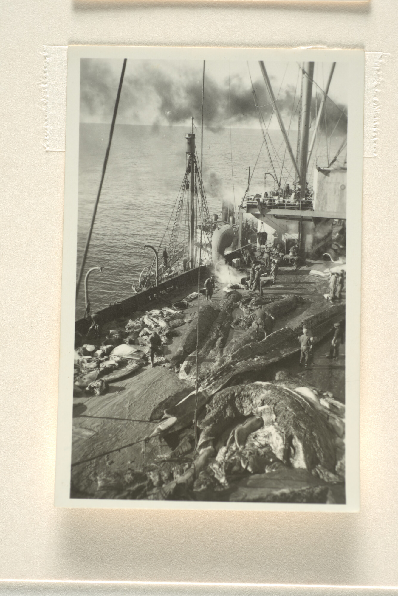 1996.0580; Fotoimpressies van de walvisverwerking en leven aan boord van het walvismoederschip ms. Willem Barendsz (I); fotoreportage