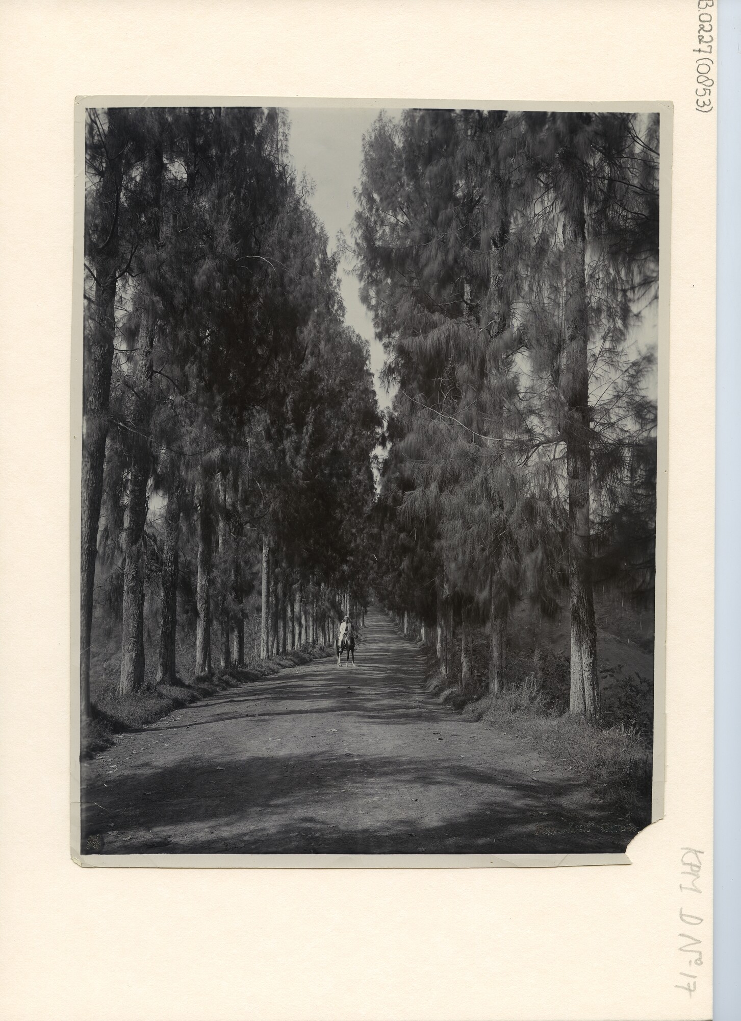 B.0227(0853); Hoofdweg naar Tosari in het Tengergebegte (Oost Java); foto