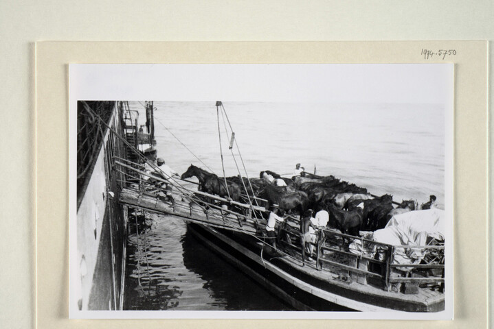 1994.5750; Paarden laden aan boord van ms. 'Van Riebeeck' van de KPM; fotoreportage