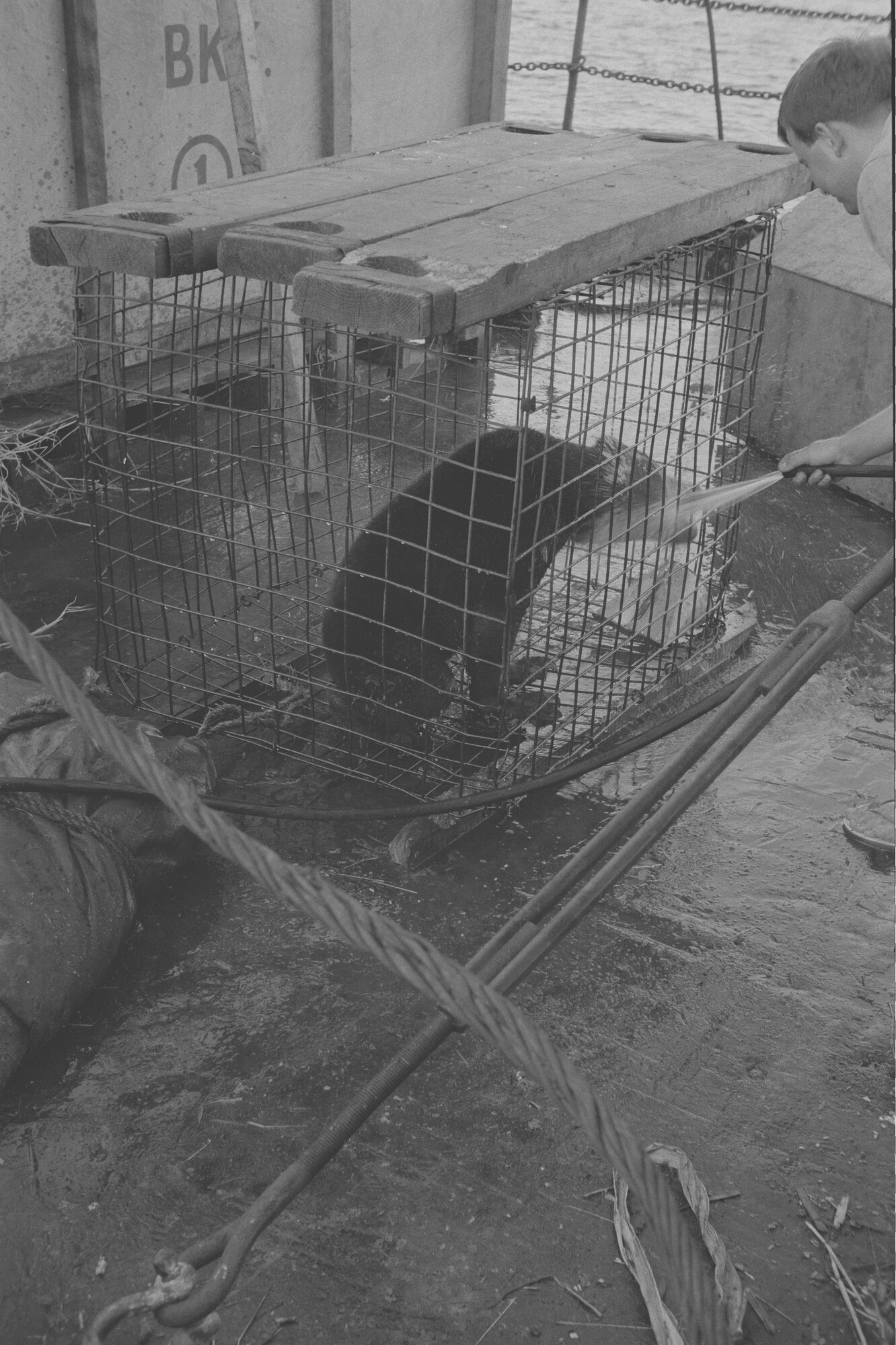 2015.1373; Negatief van ss. Roepat tijdens een vaart met uitheemse dieren; negatief