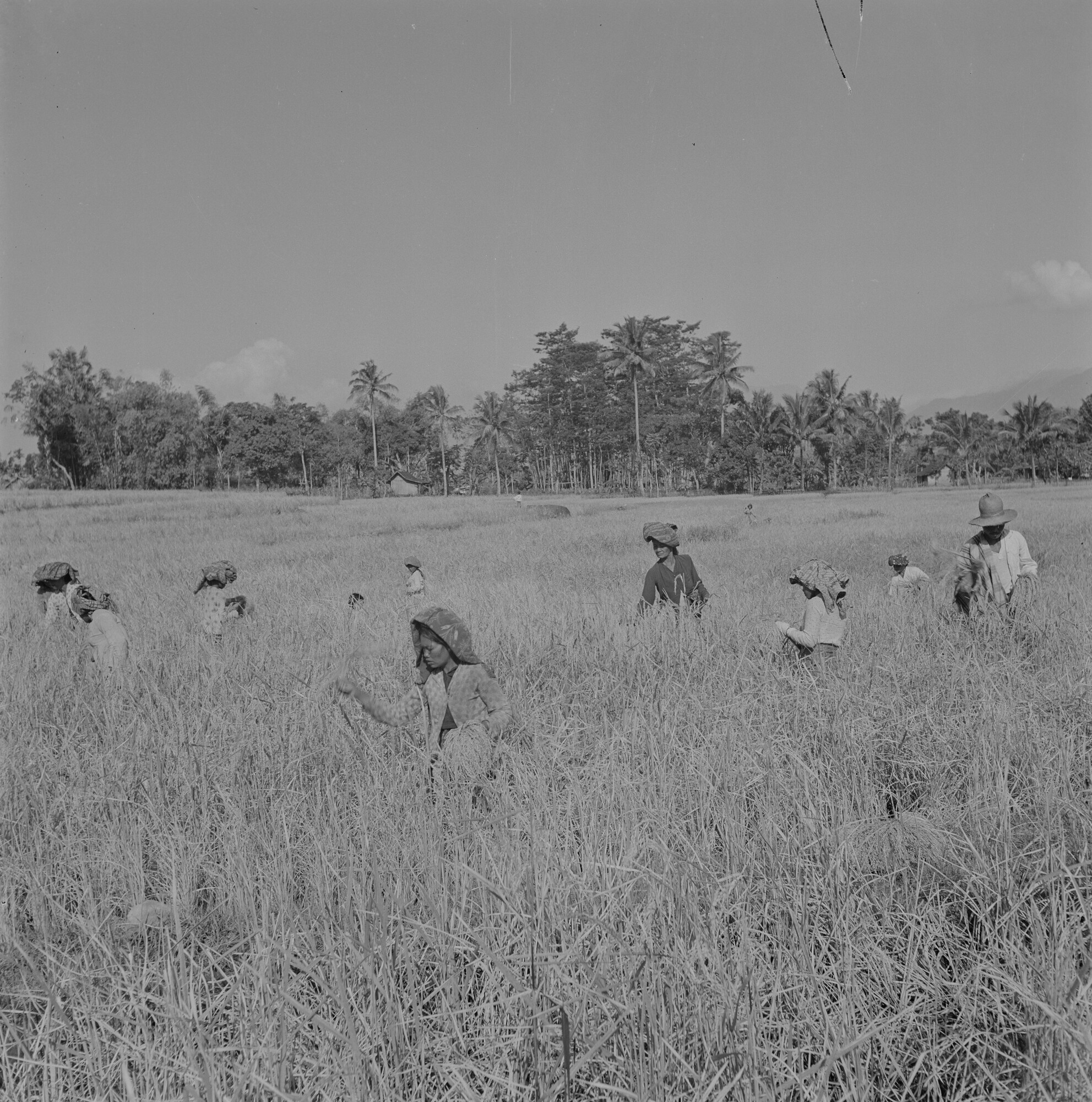 2015.2791; Negatief van rijstpluksters in een sawah (rijstveld); negatief