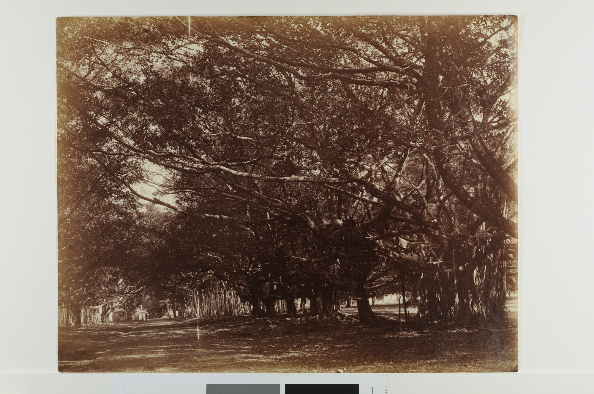 S.2609(07); Waringgih-bomen op de Kanarieweg in 's Lands Plantentuin te Buitenzorg; foto